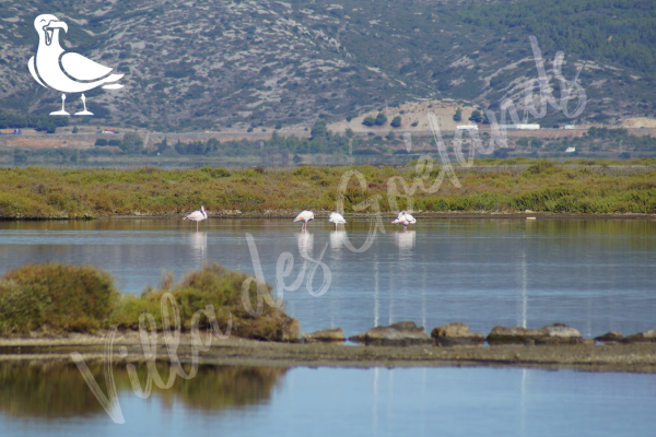 l'Etang